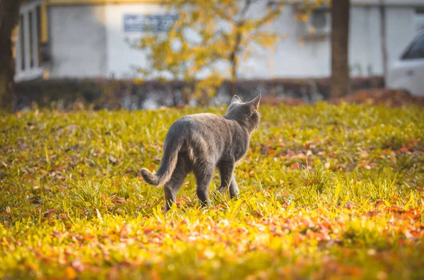 Chat Gris Dans Une Prairie Prairie Regardant Quelque Part Loin — Photo