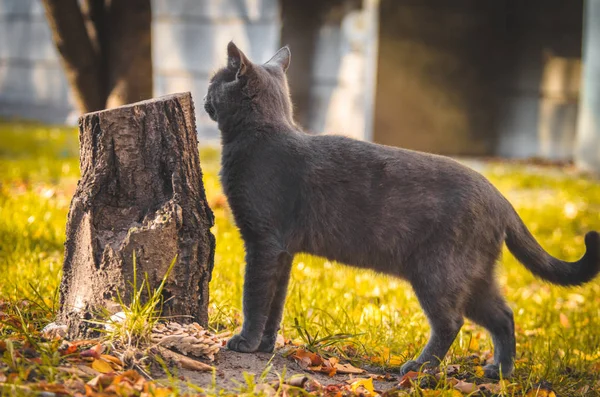 Gato Gris Para Cerca Cáñamo Huele Pleno Crecimiento Sobre Fondo —  Fotos de Stock