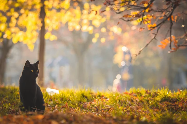 Black Cat Sits Middle Meadow Orange Background Background Haze — Stock Photo, Image