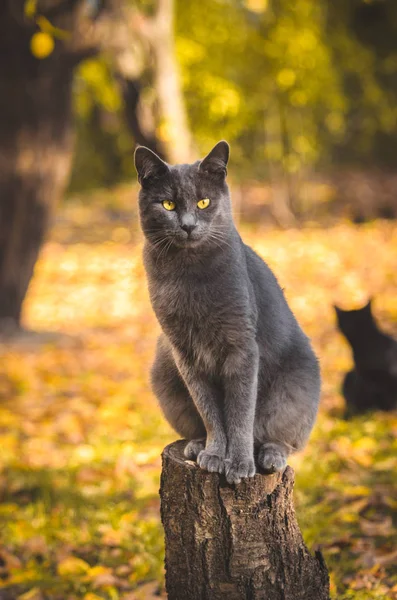 고양이는 떨어지는 나무와 바탕에 자라는 그루터기에 — 스톡 사진