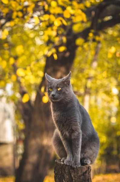 Graue Katze Sitzt Auf Einem Baumstumpf Vollem Wuchs Auf Orangefarbenem — Stockfoto