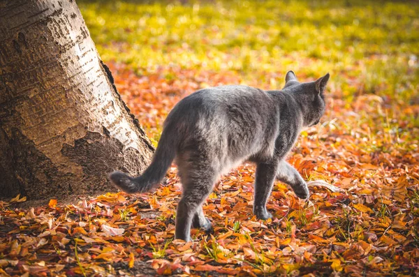 Gray cat goes on leaves on a yellow autumn background