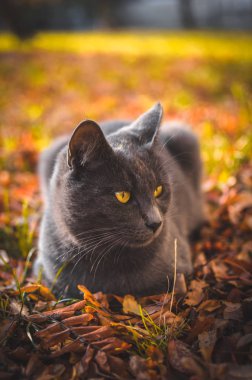 Gri kedinin portresi portakal yapraklarında yatıyor.