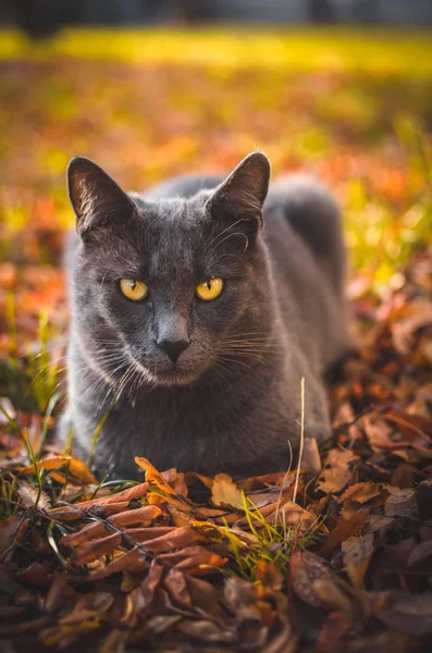 Retrato Gato Cinza Encontra Folhas Laranja — Fotografia de Stock