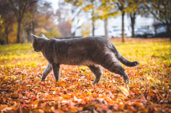 Eine Graue Katze Geht Durch Rotes Laub Einem Wohnviertel Auf — Stockfoto
