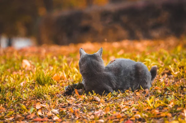 Graue Katze Die Vor Einem Hintergrund Mit Blättern Beine Spreizt — Stockfoto