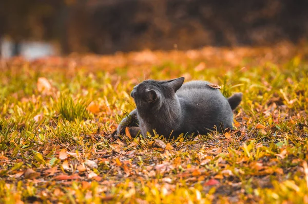 Gray cat pursing legs in run on a background with leaves