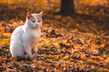 Günbatımında siyah kedi turuncu ışık çerçevenin kenarındaki bir heykel gibi oturur.