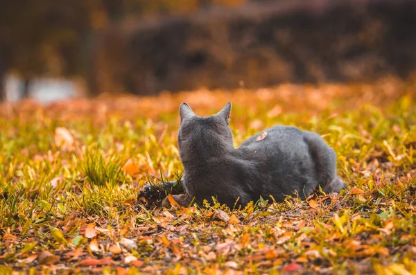 Gray cat pursing legs in run on a background with leaves