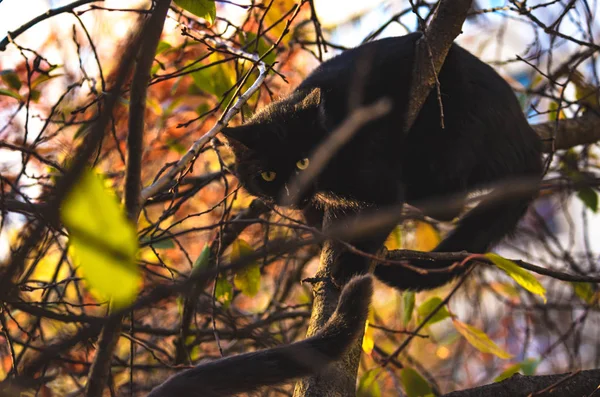 Černá Kočka Při Západu Slunce Shlíží Větví Sedí Stromě — Stock fotografie