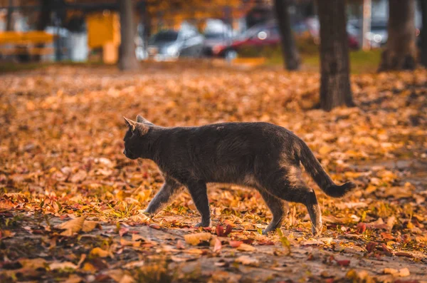 Серый Кот Проходит Через Красные Листья Жилом Квартале — стоковое фото