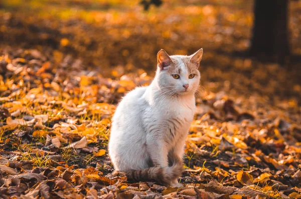 Svart Katt Solnedgången Orange Ljus Sitter Som Figur — Stockfoto