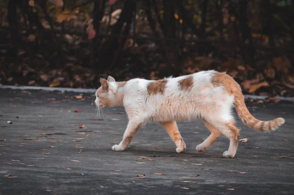 The cat goes on the asphalt in November