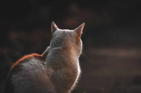 Katze Von Hinten Sonnenuntergangslicht Auf Dunklem Hintergrund — Stockfoto