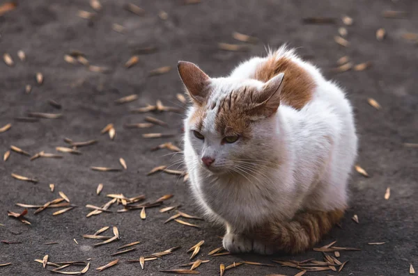 Gato Solitário Miserável Asfalto Coberto Com Folhas Sofre Com Frio — Fotografia de Stock