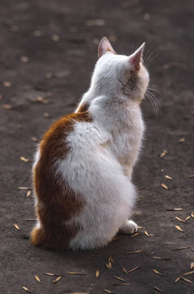 Katt Står Asfalt Täckt Med Löv Lider Kylan November Och — Stockfoto