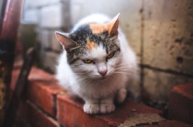 Soğuk havada yalnız kedi tuğla duvarda oturuyor.