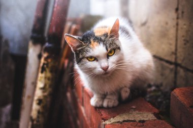 Soğuk havada yalnız kedi tuğla duvarda oturuyor.