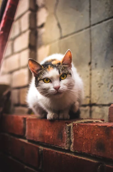 Insiktsfull Katt Sitter Tegelvägg Varma Färger Porträtt — Stockfoto