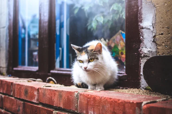 Soğuk havada ve yağmurda yalnız kedi pencerenin yanında oturur.