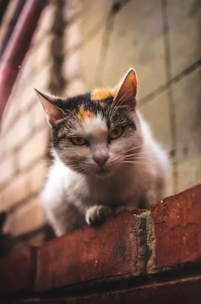 Kavrayışlı Kedi Tuğla Duvarda Oturuyor Sıcak Renklerde Portre — Stok fotoğraf