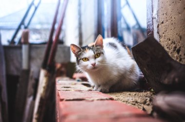 Kedi, soğuk yağmurlu havada, arka planda damlacıklar olan bir inşaat alanının arka planında oturur.