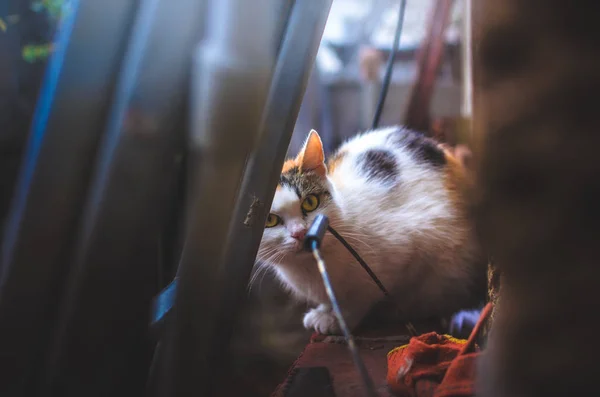 Katt Kikar Trappan Byggarbetsplats Kallt Väder — Stockfoto