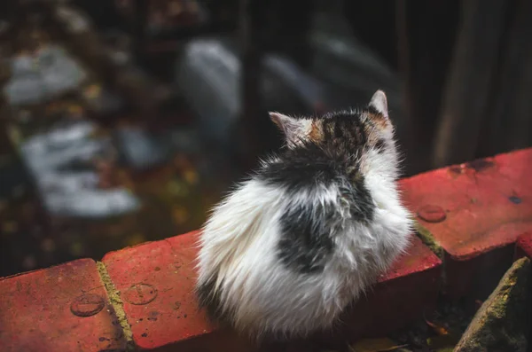 Solitário Sem Teto Lambeu Gatinho Tijolo — Fotografia de Stock