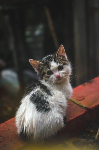 孤独なホームレスとレンガの上に子猫をなめた — ストック写真