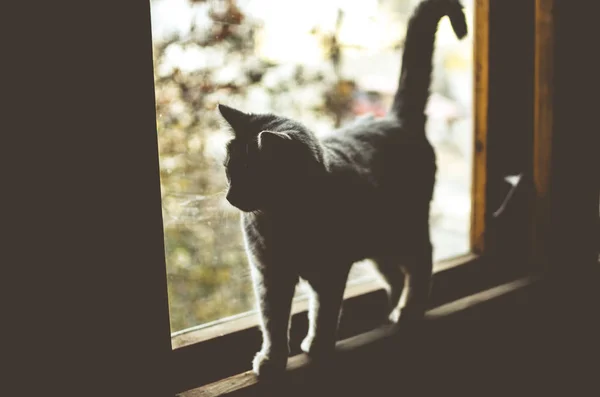 Silhouette of a cat on a window in warm colors on the second floor of the house