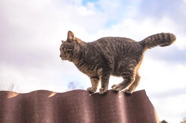 Een Full Length Kitten Staat Een Dun Hek Foto Hieronder — Stockfoto