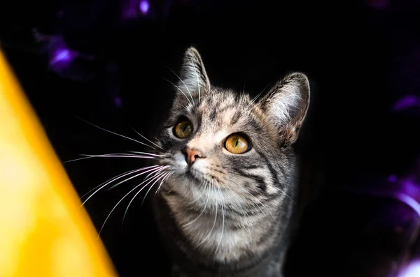 Gray tabby kitten looking up from the dark