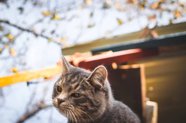 Liten Grå Kattunge Ser Misstänkt Från Bordet Foto Underifrån Gatan — Stockfoto