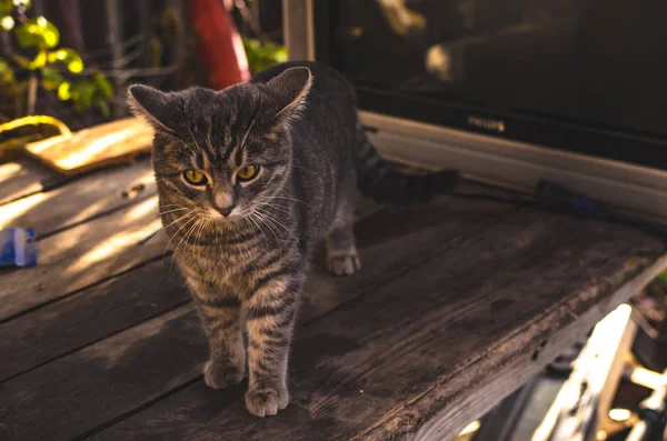 Arka Bahçedeki Ahşap Masaüstünde Küçük Sürpriz Bir Kedi Yavrusu — Stok fotoğraf