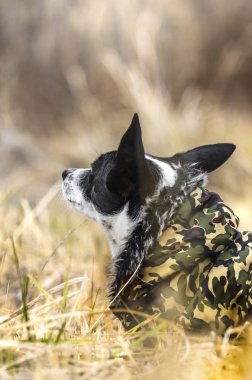 Sarı tarladaki bir köpeğin portresi. Giysiler içinde güzel bir Basenji. Masaüstü için köpek