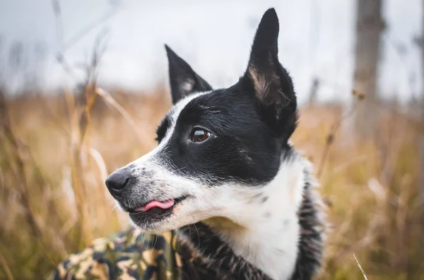 Chien Ami Homme Sur Terrain Portrait Basenji Extérieur Regardant Sur — Photo