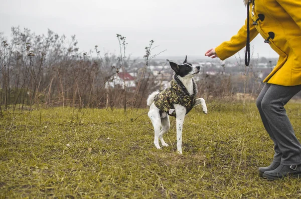 Dog in training. Gives a paw, a photo on the street in a yellow field. Funny expression