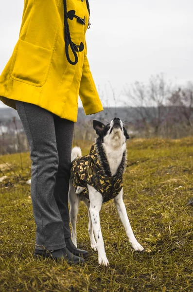 Hund Utbildning Utför Ett Hopp Kommando Basenji Ett Lustigt Uttryck — Stockfoto