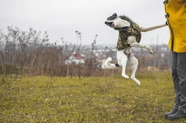 Hund Training Führt Einen Sprungbefehl Aus Basenji Ist Ein Lustiger — Stockfoto