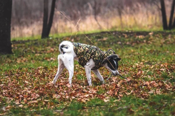 Cão Campo Com Folhas Laranja Cão Roupa Caminha Rua — Fotografia de Stock