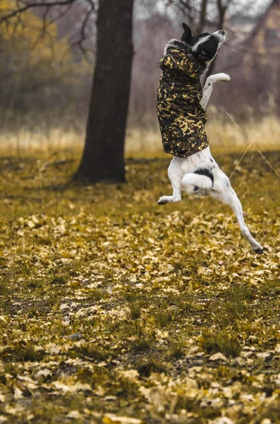 Hund Führt Sprungbefehl Aus Foto Bewegung Wald Lustiger Ausdruck Der — Stockfoto