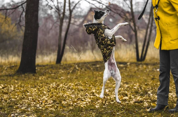 Dog Voert Een Springcommando Uit Foto Beweging Het Bos Grappige — Stockfoto