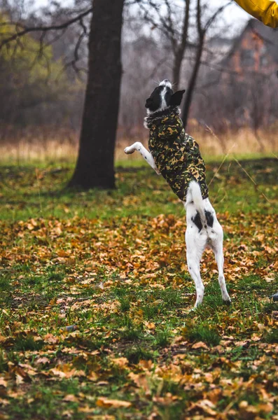 The dog jumps by hand, completely in the air. Photo in the forest, a dog in clothes. Training in progress