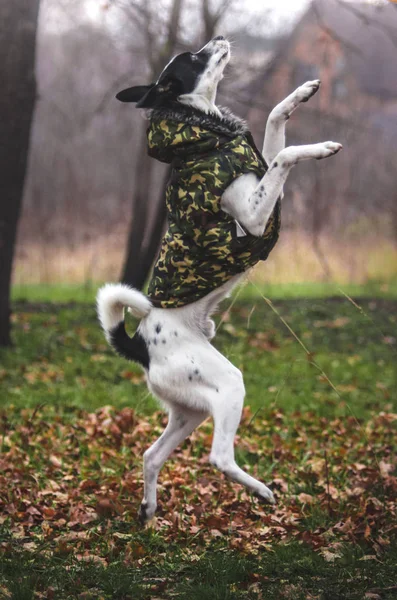 Springt Der Hund Mit Der Hand Völlig Der Luft Foto — Stockfoto