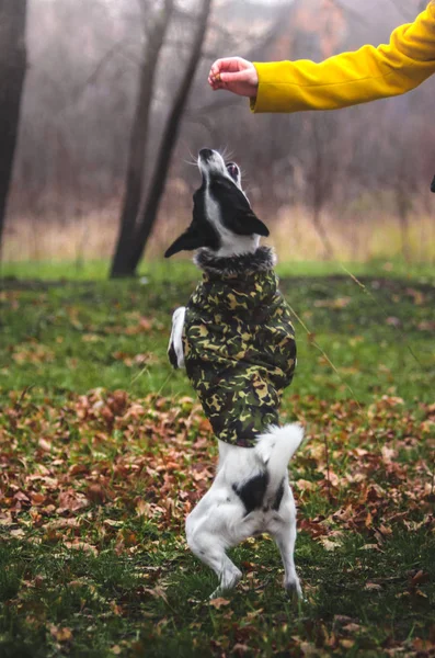 Springt Der Hund Mit Der Hand Völlig Der Luft Foto — Stockfoto