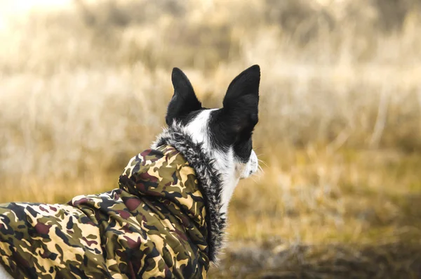 Perro Inspirador Basenji Campo Amarillo — Foto de Stock