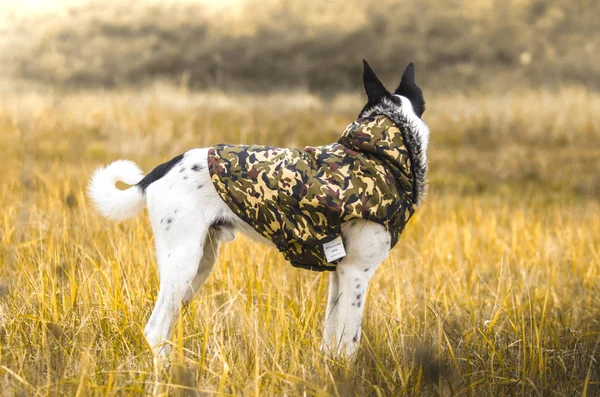 Wunderschönes Helles Foto Eines Hundes Einem Gelben Feld Reisefoto Bester — Stockfoto