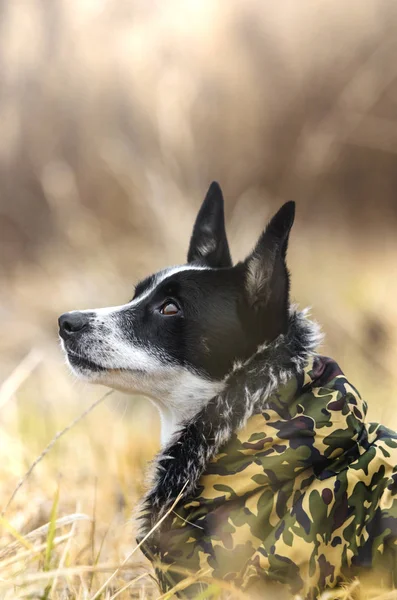 Retrato Perro Campo Amarillo Hermoso Basenji Ropa Perro Para Escritorio — Foto de Stock