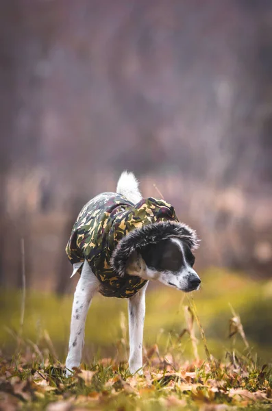 Bir köpeğin komik bir fotoğrafı, bir mim için bir fotoğraf, köpeğin iki pençesi, komik bir ağız ifadesi var.