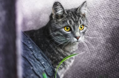 Mor arka planda gri bir kedinin portresi